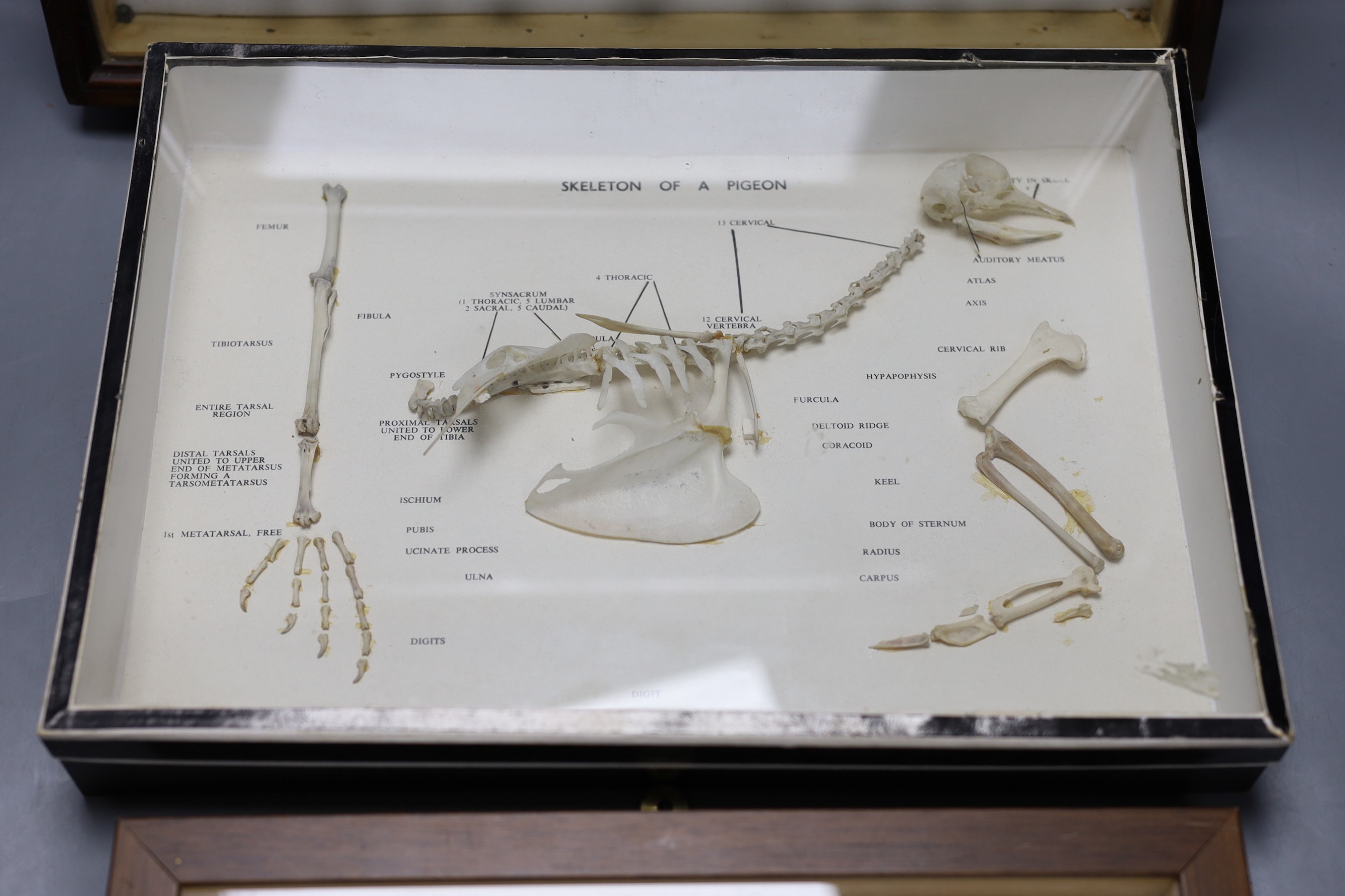 Entomology and Ornithology- beetle, scorpion, cicada, dragonfly etc. specimens in a glazed case, 41 cm wide, skeleton of a pigeon in a glazed box, 36 cm wide and an Atlas moth in a glazed case, 32 cm wide (3)